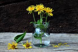 Attēlu rezultāti vaicājumam “Inula salicina flower”