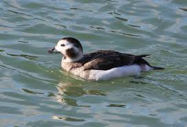 Attēlu rezultāti vaicājumam “Clangula hyemalis male”