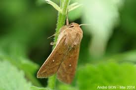 Attēlu rezultāti vaicājumam “Mythimna sp.”