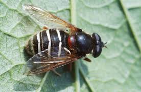 Attēlu rezultāti vaicājumam “Sericomyia lappona”