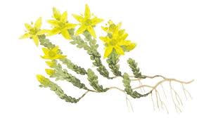 Image result for Sedum acre