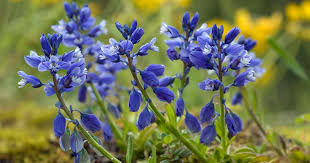 Attēlu rezultāti vaicājumam “Polygala amarella flower”