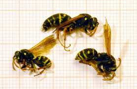 Attēlu rezultāti vaicājumam “Polistes nimpha”