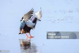 Attēlu rezultāti vaicājumam “Anas clypeata male”