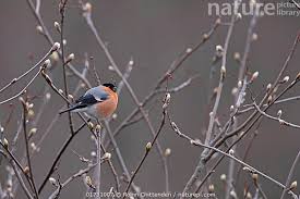 Attēlu rezultāti vaicājumam “Pyrrhula pyrrhula male”