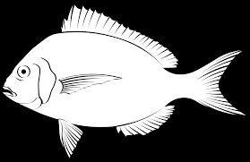 Image result for Stenotomus chrysops