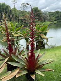 Attēlu rezultāti vaicājumam “Arcyria imperialis stalked”