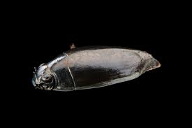 Attēlu rezultāti vaicājumam “Gyrinidae”