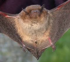 Attēlu rezultāti vaicājumam “Pipistrellus nathusii”