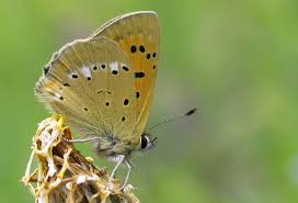 Attēlu rezultāti vaicājumam “Lycaena virgaureae”