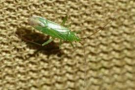 Attēlu rezultāti vaicājumam “Blepharidopterus angulatus imago”