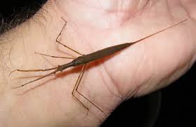 Attēlu rezultāti vaicājumam “Ranatra linearis”