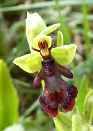 Attēlu rezultāti vaicājumam “Ophrys insectifera flower”