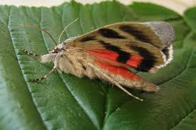 Attēlu rezultāti vaicājumam “Catocala pacta”