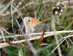 Attēlu rezultāti vaicājumam “Coenonympha pamphilus upperside”