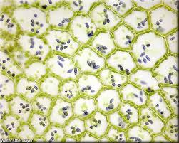 Attēlu rezultāti vaicājumam “Calypogeia azurea”