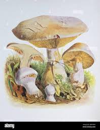 Attēlu rezultāti vaicājumam “Cortinarius traganus”