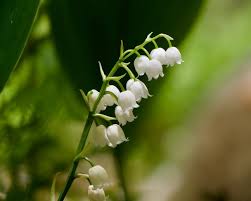 Attēlu rezultāti vaicājumam “Convallaria majalis bud”