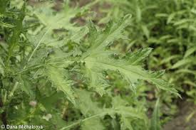 Attēlu rezultāti vaicājumam “Echinops sphaerocephalus leaf”