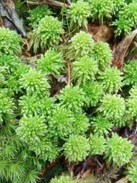 Attēlu rezultāti vaicājumam “Sphagnum wulfianum”