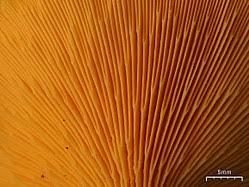 Attēlu rezultāti vaicājumam “Hygrophoropsis aurantiaca”