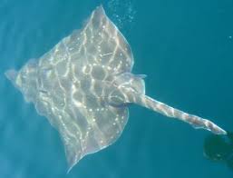 Image result for Dipturus batis