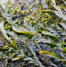 Attēlu rezultāti vaicājumam “Fontinalis antipyretica”