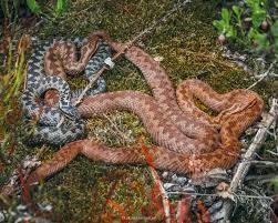 Attēlu rezultāti vaicājumam “Cribraria purpurea macro”