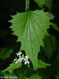 Attēlu rezultāti vaicājumam “Alliaria petiolata leaf”