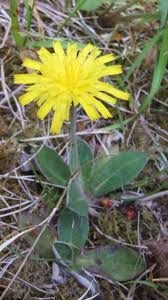 Attēlu rezultāti vaicājumam “Pilosella officinarum leaf”