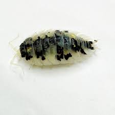 Attēlu rezultāti vaicājumam “Oniscus asellus”