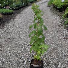 Attēlu rezultāti vaicājumam “Rubus idaeus”