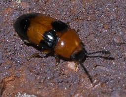 Attēlu rezultāti vaicājumam “Triplax aenea”