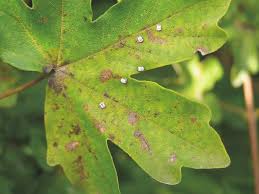 Attēlu rezultāti vaicājumam “Aleurochiton aceris”