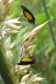 Attēlu rezultāti vaicājumam “Sciara analis”