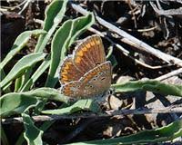 Attēlu rezultāti vaicājumam “Aricia artaxerxes”