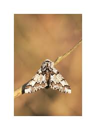 Attēlu rezultāti vaicājumam “Biston strataria”