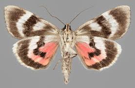 Attēlu rezultāti vaicājumam “Catocala pacta”