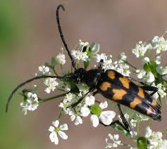 Attēlu rezultāti vaicājumam “Leptura quadrifasciata”