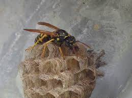 Attēlu rezultāti vaicājumam “Polistes nimpha”