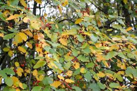 Attēlu rezultāti vaicājumam “Sorbus intermedia leaf”