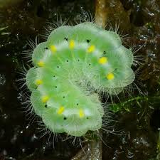 Attēlu rezultāti vaicājumam “Zygaena viciae”