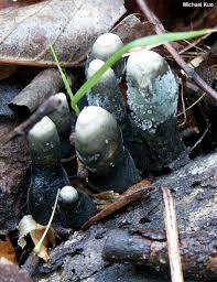 Attēlu rezultāti vaicājumam “Xylaria polymorpha”