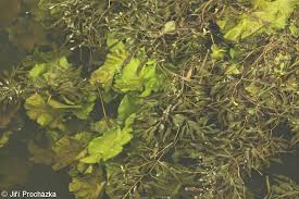 Attēlu rezultāti vaicājumam “Potamogeton lucens leaf”