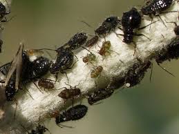 Attēlu rezultāti vaicājumam “Chaitophorus populeti”