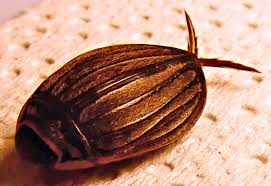 Attēlu rezultāti vaicājumam “Colymbetes striatus”