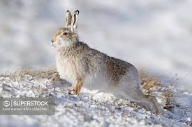 Attēlu rezultāti vaicājumam “Lepus timidus”