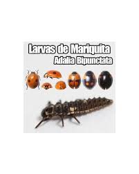 Attēlu rezultāti vaicājumam “Adalia bipunctata larva”