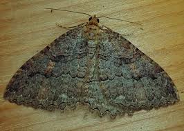 Attēlu rezultāti vaicājumam “Triphosa dubitata”