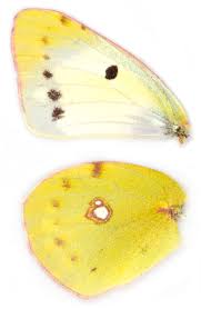 Attēlu rezultāti vaicājumam “Colias croceus underside”